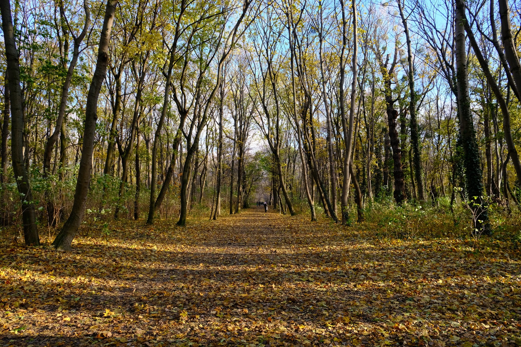 Park Walk and Michaelerplatz