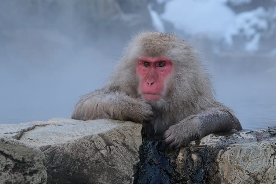 Snow Monkey Park