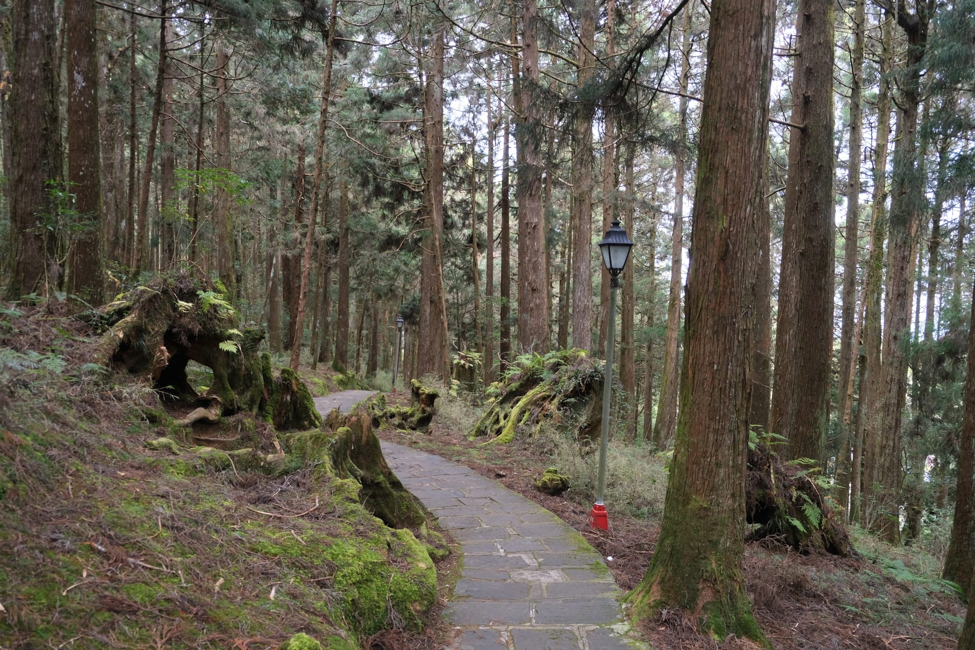 Alishan Forest