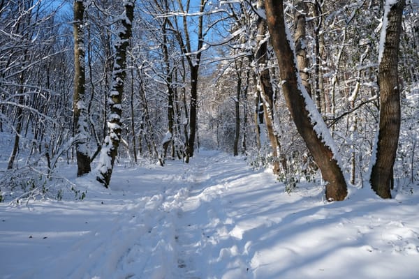 Kahlenberg Hike