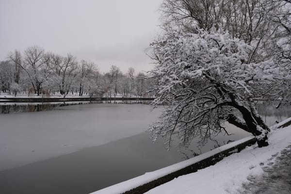 Snowy Park Walk