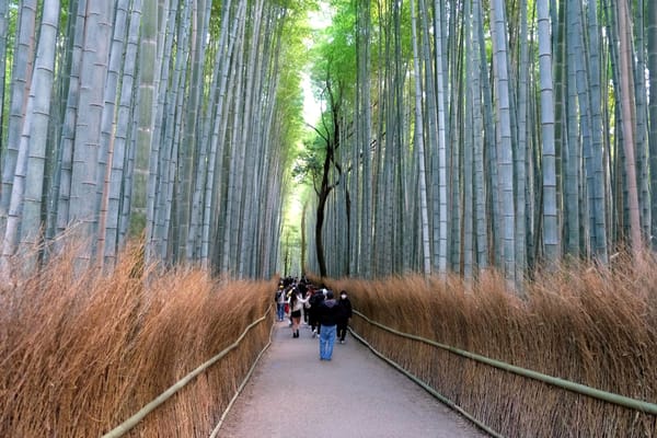 Arashiyama Bamboo Forest and Mount Atago