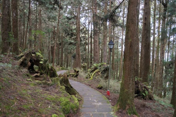 Alishan Forest